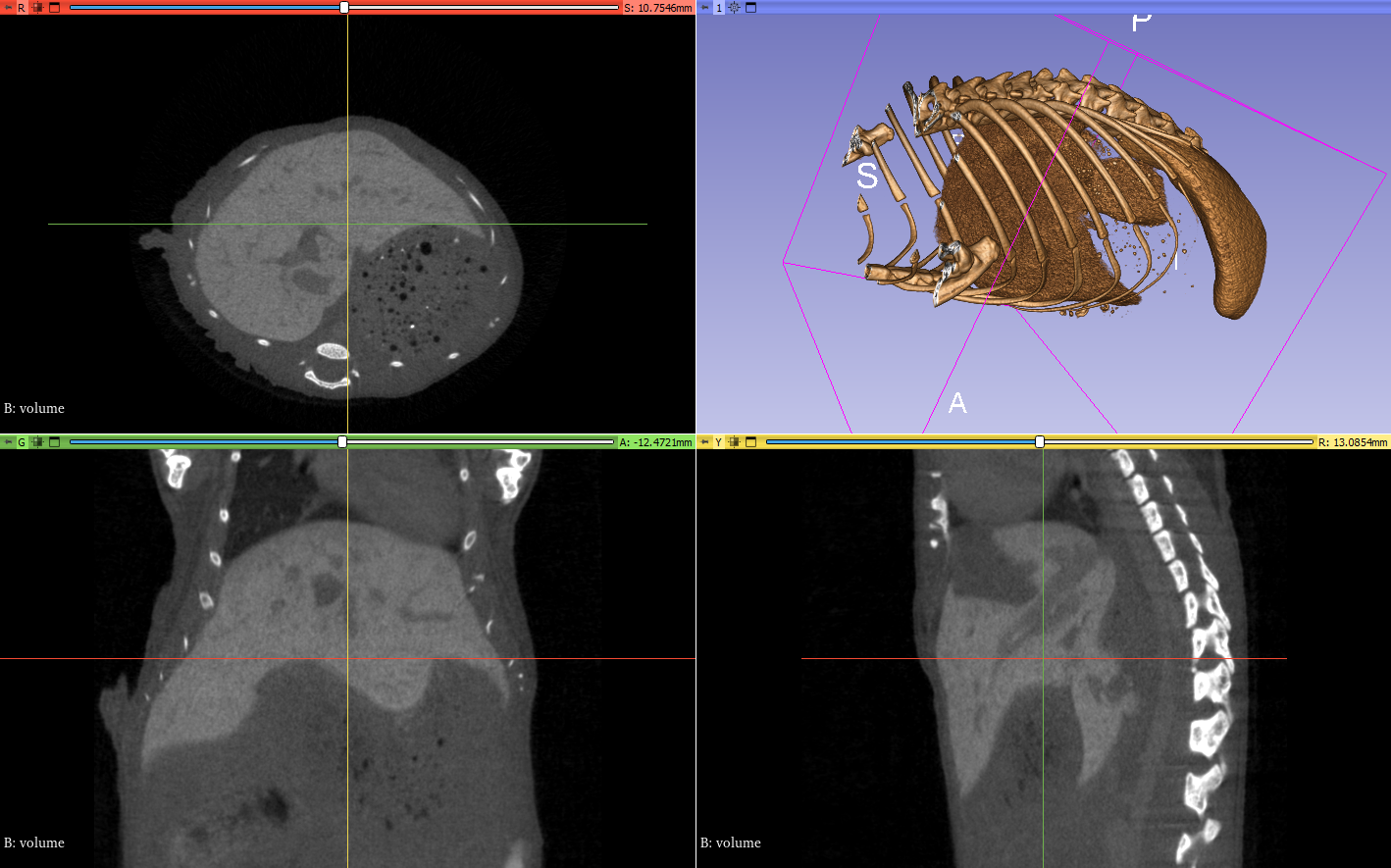 Different views of a CT Scan. Top-left: transverse plane (i.e. axis are left-right and dorsal-ventral); bottom-left: frontal plane (axis are left-right and anterior-posterior); bottom-right: sagittal plane (axis are dorsal-ventral and anterior-posterior); top-right: 3D visualisation showing the bones and most visible organs